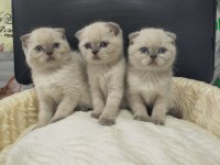 Mükemmel yüz yapısına sahip scottish fold bebeklerimiz