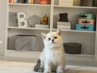 DÜNYA GÜZELİ BRİTİSH SHORTHAİR YAVRULARIMIZ 