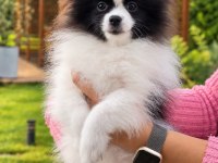 TEDDY BEAR GÜZELLİĞİ AYICIK POMERANİAN OĞLUMUZ