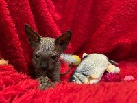 sphynx sfenks tüysüz dişi erkek yavruları