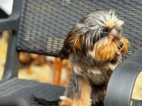 Maltipoo yavrularımız