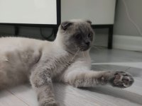 Uysal ve çocuk aşığı exotic shorthair