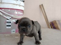 Blue french bulldog yavrular