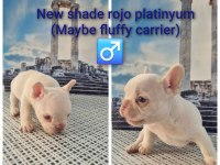 A Kalite French bulldog yavrular