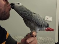FULL EVCİL TAM BİR MASKOT JAKO PAPAĞANIMIZ
