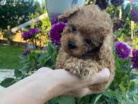 Teackup Poodle Fincan İçi