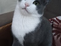 Ücretsiz kedi sahiplendirme