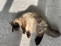 Yavru Scottish Fold