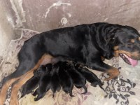 KOCA KAFA MACAR ROTTWEİLER KÖPEĞİ