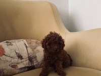 Toy poodle Kore mini boy