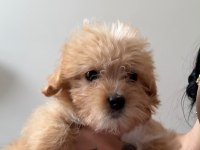 Dişi Maltipoo Yavrusu 2.5 Aylık
