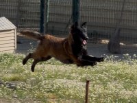 Sevgine zamanına emeğine değecek malinois arayanlara