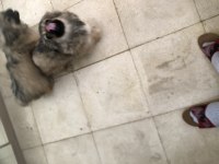 Safkan basık burun Çin pekinezi