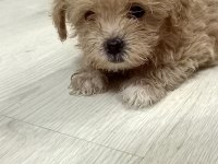 Dişi sıfır burun maltipoo
