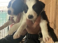 Border collie zeka küpü pofuduk köpekler