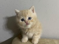 British shorthair yavrumuz