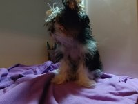 Yorkshire Terrier 3 aylık