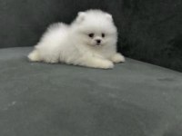 Sağlıklı Pomerianan Boo