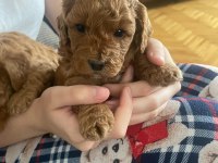 Dişi Toy Poodle Ankara