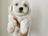 Maltese yavrular