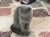 Scottish Fold Dişi