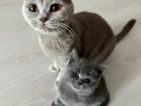 British shorthair kedimiz sahiplendirilecektir