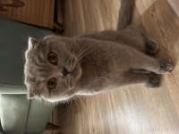 Mama karşılığında ücretsiz scottish fold sahiplendirme