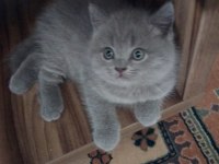 40 günlük orjinal gri british shorthair