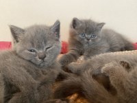 Gayet sağlıklı oyuncu british shorthair yavrularımız