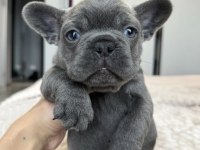 French bulldog yavrularımız