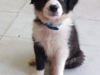Border Collie Yavrular Black and White