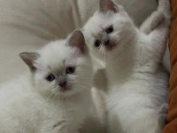 2 aylık blue point british bebek