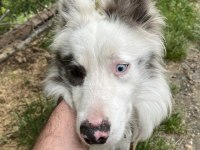 Border Collie Red Merle