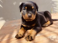 Koca kafalı rottweiler yavruları