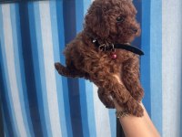 55 günlük toy poodle