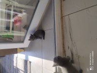 Anne baba british shorthair