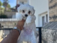 Garantili Kore Maltese Yavrularımız