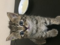 Minik british longhair meleklerim