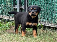 A şecere rottweiler bebekler