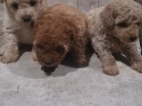 A Kalite Maltipoo Bebekler