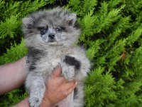 Blue Merle Pomeranian Erkek yavrumuz
