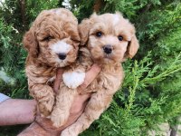 Asılı Pasaportlu Mıkroçıplı Maltipoo  Yavrularımız 