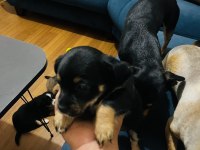 Minyatür pinscher