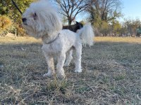 Kar topu maltese erkekler