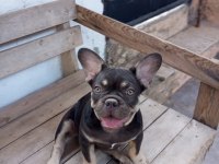 Coco tan egzotik french bulldog erkek yavru