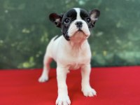 French Bulldog yavrularımız yeni ailesini bekliyor