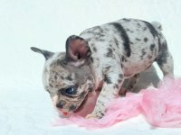 Blue Merle ve Silver Blue Fawn French bulldog Bebekler