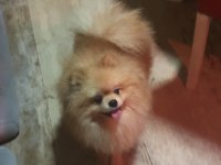 Uygun yetişkin erkek pomeranian boo