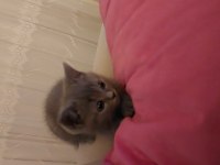 British shorthair sahiplendirme