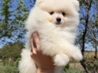KUSURSUZ KARBEYAZ DİŞİ POMERANİAN BOO